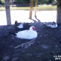 Foto de Fraijanes (Alajuela)