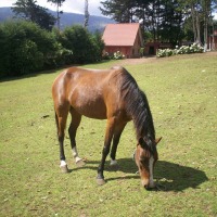 Foto de Fraijanes (Alajuela)
