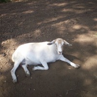 Foto de Fraijanes (Alajuela)