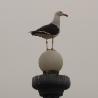 Foto de Costa Verde