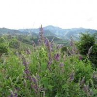 Foto de Matagalpa