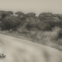 Foto de Puerto Real