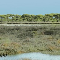 Foto de Puerto Real