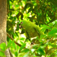 Foto de Guanacaste