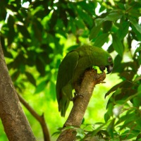 Foto de Guanacaste