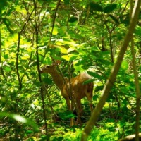 Foto de Liberia (Guanacaste)