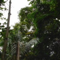 Foto de Talamanca (Limón)