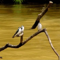 Foto de Rio Frio (Alajuela)