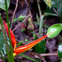 Foto de Cartago