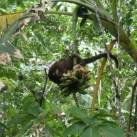Foto de Peninsula de Osa, Puntarenas