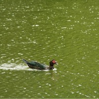 Foto de Fraijanes (Alajuela)