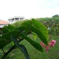 Foto de Carabobo - GüIgüe
