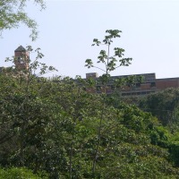 Foto de Carabobo - GüIgüe