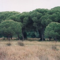 Foto de Coto de Doñana