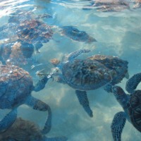 Foto de Isla Mujeres