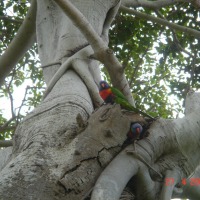 Foto de Sydney