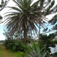 Foto de Sydney