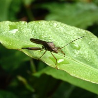 Foto de Guacimo,Limon