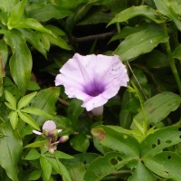 Foto de Acasusso, Buenos Aires