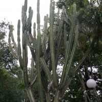 Foto de Alajuela