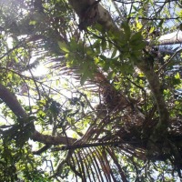 Foto de Alajuela