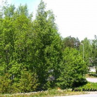 Foto de Helsinki