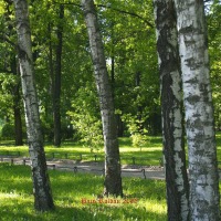 Foto de St.Peterburg