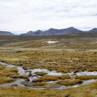 Foto de Arica (Altiplano)