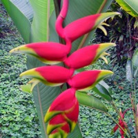 Foto de Puerto Quito ( Suamox)