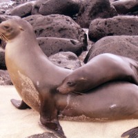 Foto de San Cristobal Galápagos