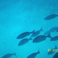Foto de Isla San Andres
