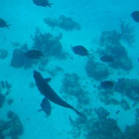 Foto de Isla San Andres