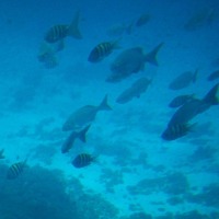 Foto de Isla San Andres