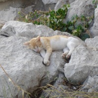 Foto de Dubrovnik