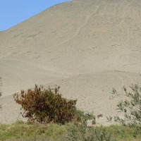 Foto de Arica