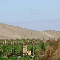 Foto de Arica