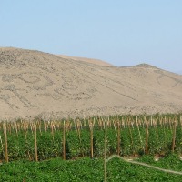 Foto de Arica