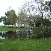 Foto de Guama