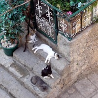 Foto de Dubrovnik