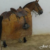 Foto de Espartinas