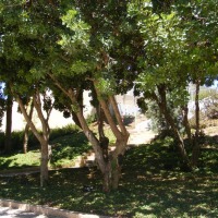 Foto de Jerusalem