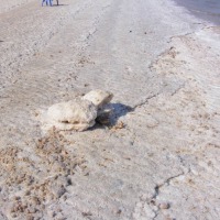 Foto de Ein Gedi