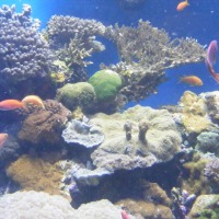 Foto de Eilat
