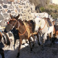 Foto de Fira (Thira)