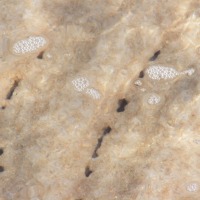 Foto de Ein Gedi