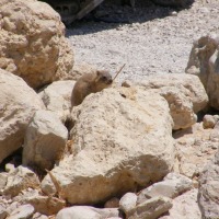 Foto de Ein Gedi