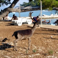 Foto de Korcula