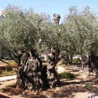 Foto de Jerusalem