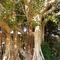 Foto de Ein Gedi