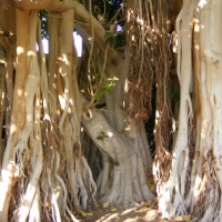Foto de Ein Gedi